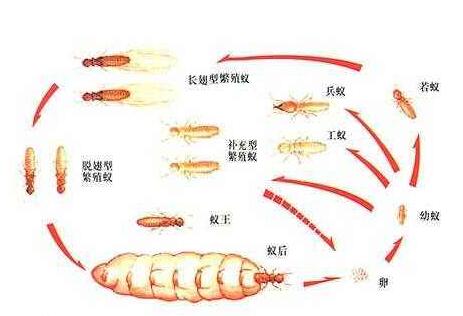 白蚁繁殖.jpg 白蚁繁殖.jpg
